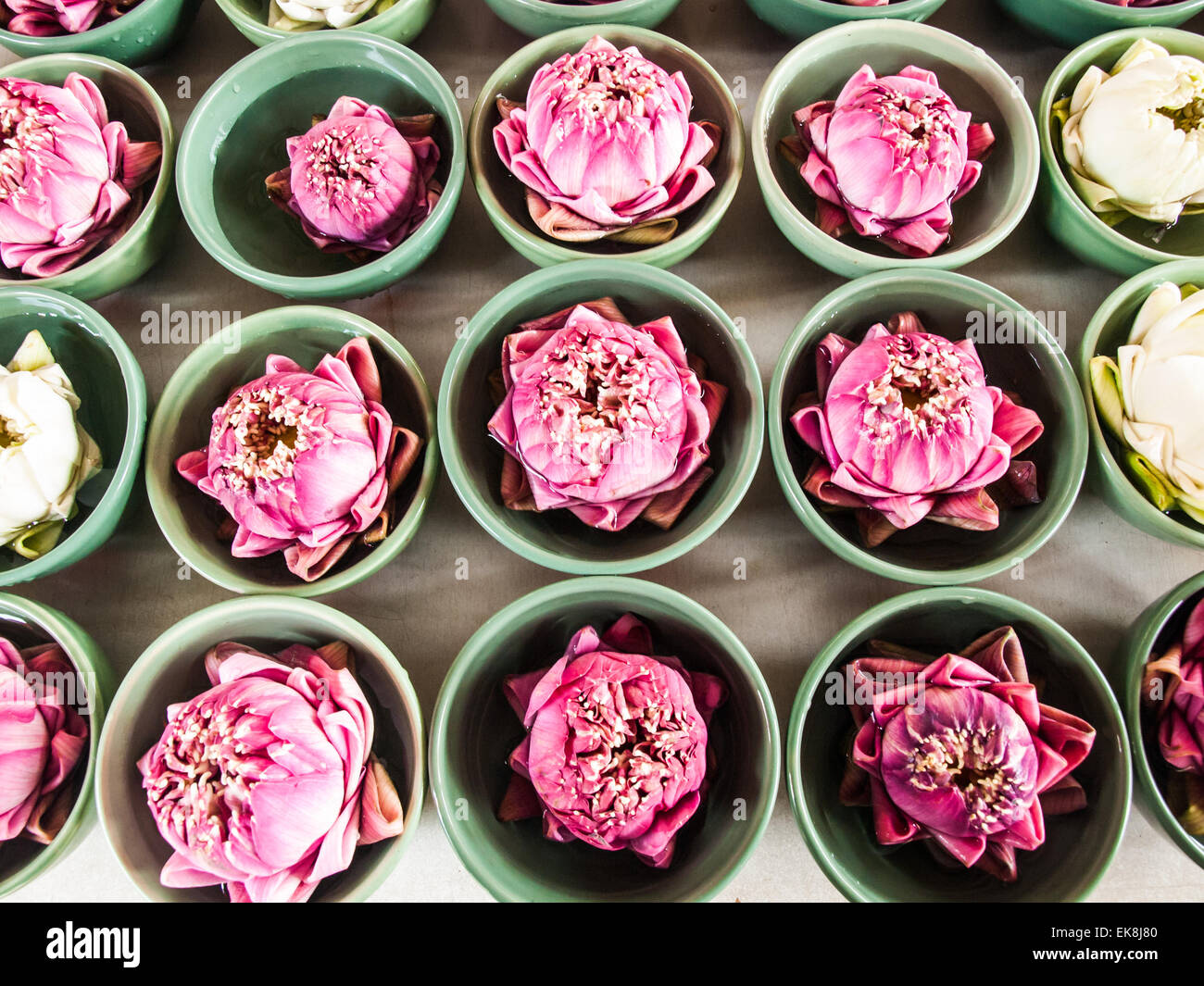 Thai traditionelle gefaltete weiße und rosa Lotus in grüne Keramik Schälchen für eine Hommage an hindu-Götter Stockfoto