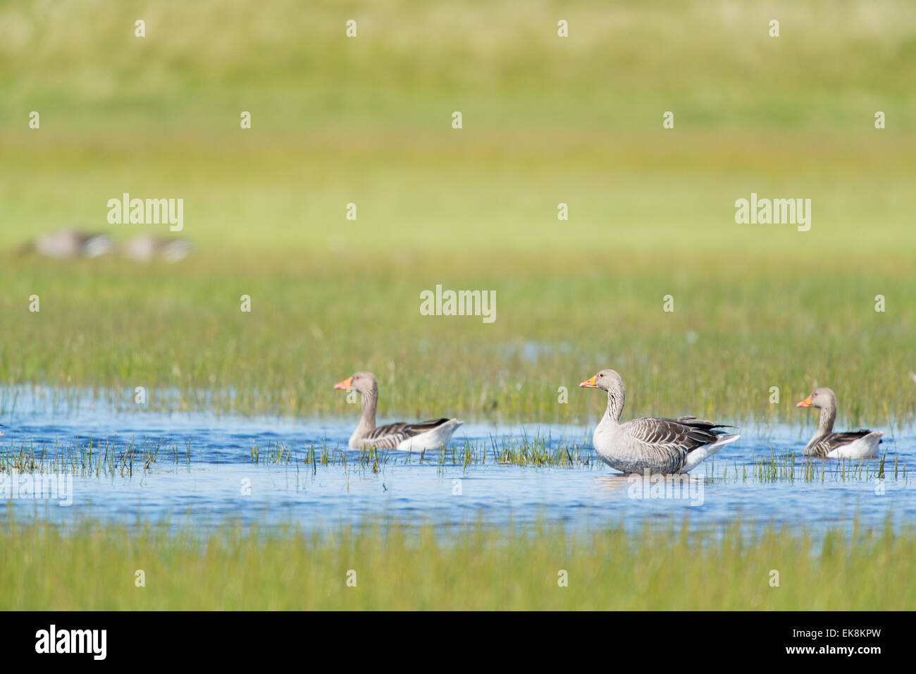 Schwimmen-Gänse in Versickerung Stockfoto