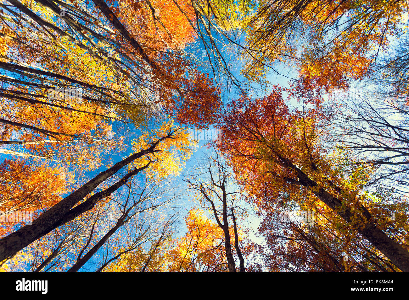 Schöne Bäume gesetzt gegen den blauen Himmel. Sonnenuntergang in den herbstlichen Wald auf der Krim Stockfoto