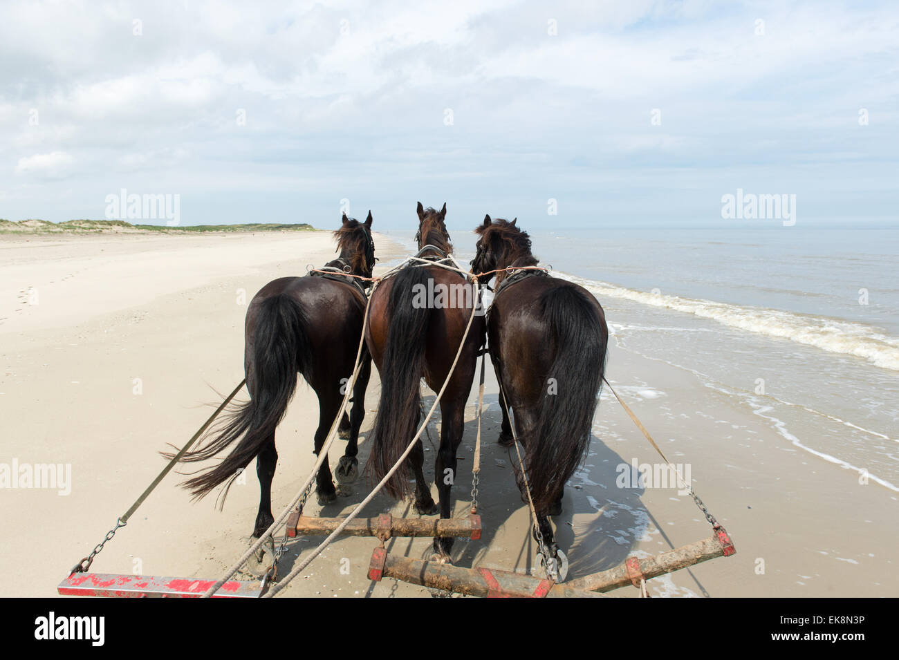 Pferde ziehen kippen Auto am Strand vom niederländischen Terschelling Stockfoto