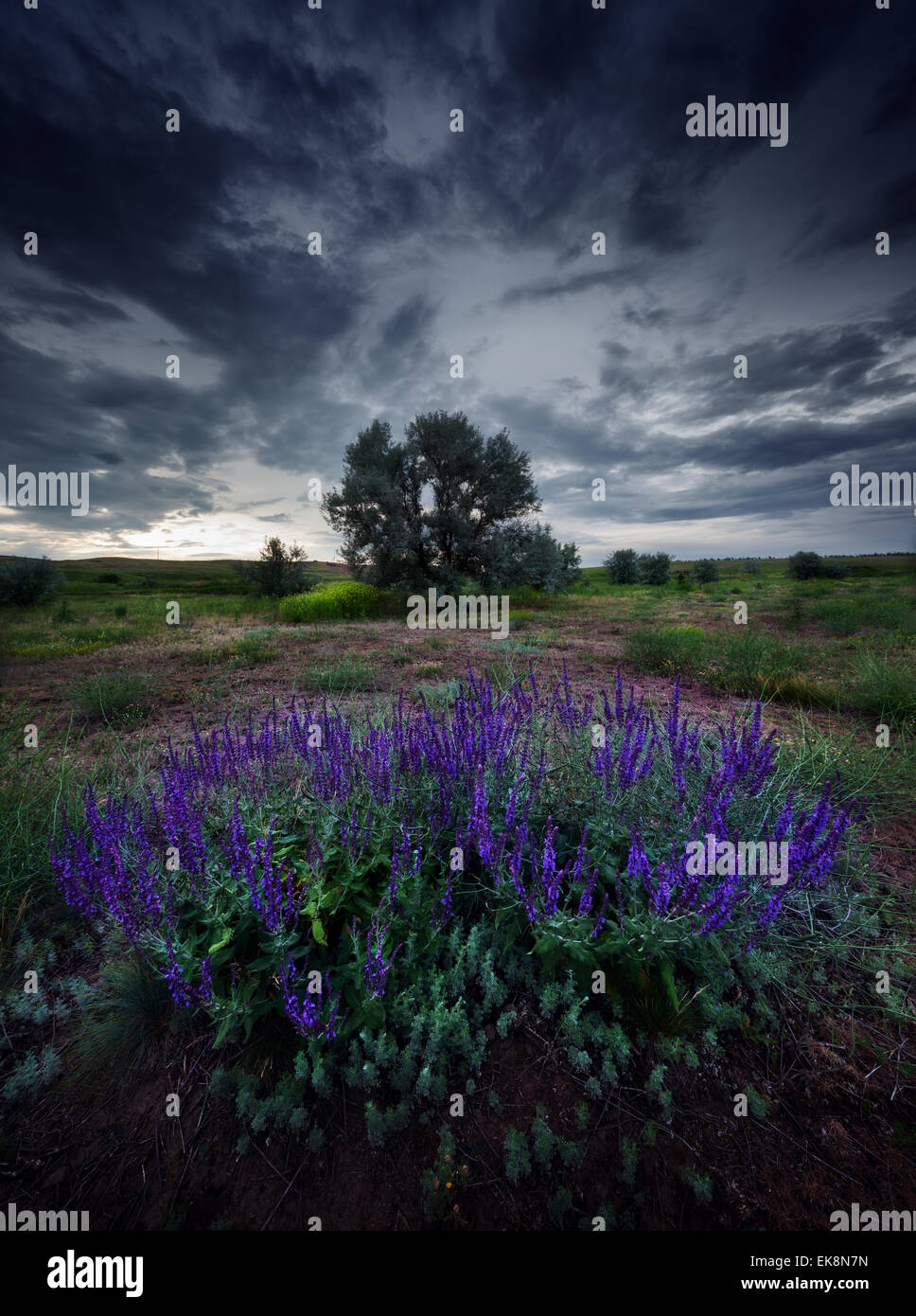 Dramatische Wolkengebilde am Sommertag. Büsche und Blumen in der Ukraine Stockfoto