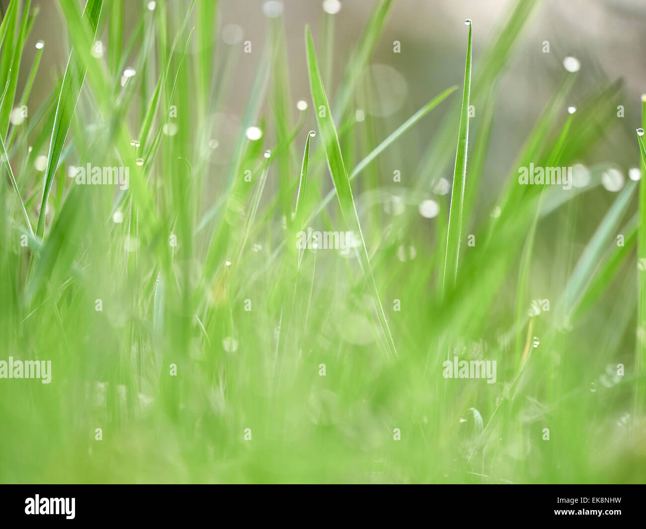 Spring Fresh Grass Stockfoto