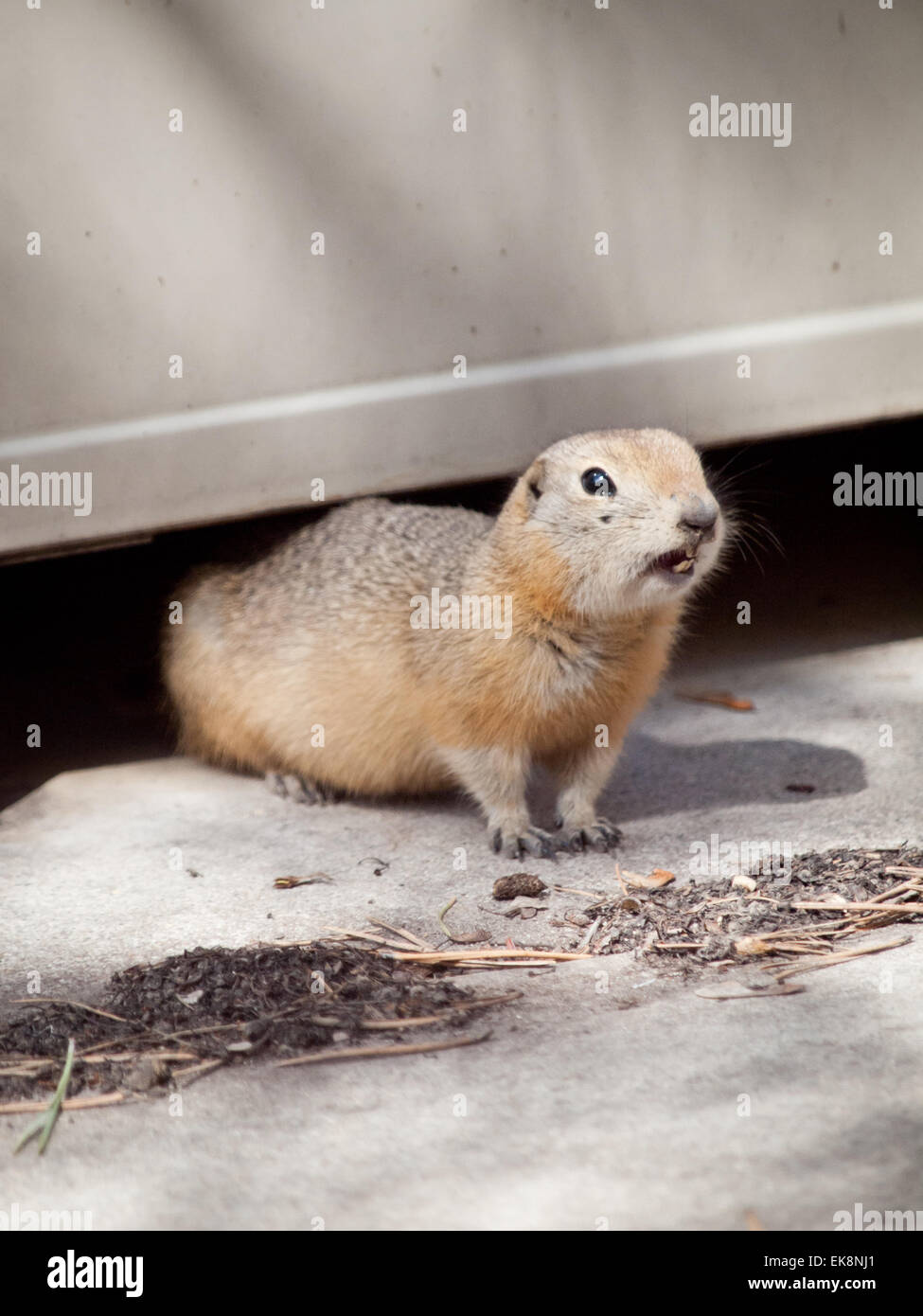 Eine wilde Richardson's Ziesel auf dem Gelände der University of Saskatchewan in Saskatoon, Saskatchewan, Kanada. Stockfoto