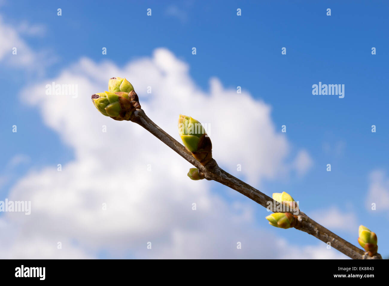 Grüner Schuss von einem Baum im Frühling mit Wolken und blauer Himmel Stockfoto