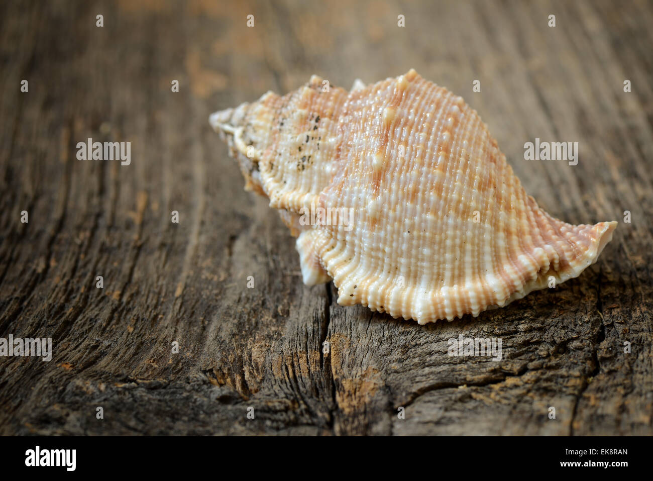 Muschel auf einem hölzernen Hintergrund isoliert Stockfoto