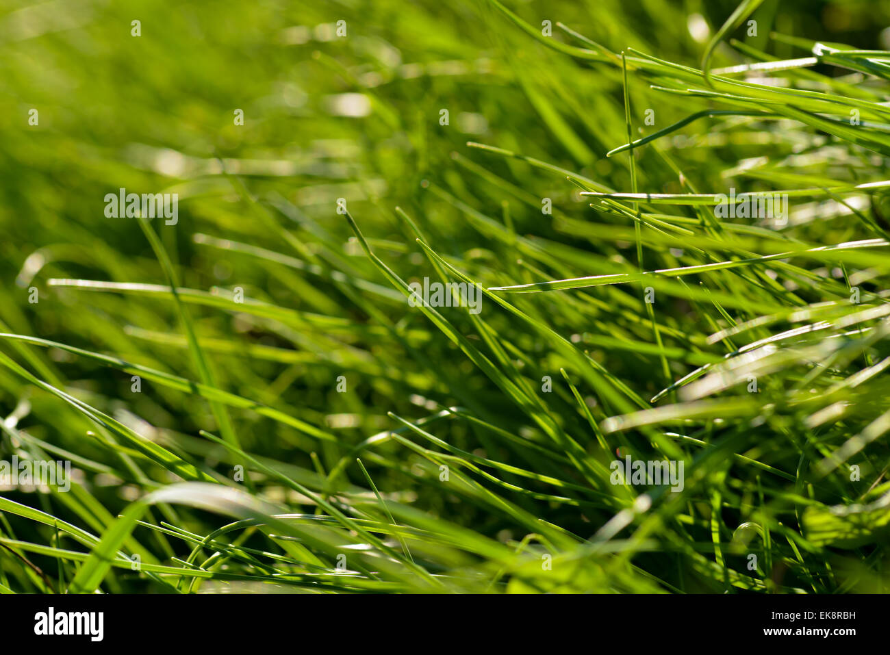 Grass-Makro in natürlichem Licht Stockfoto