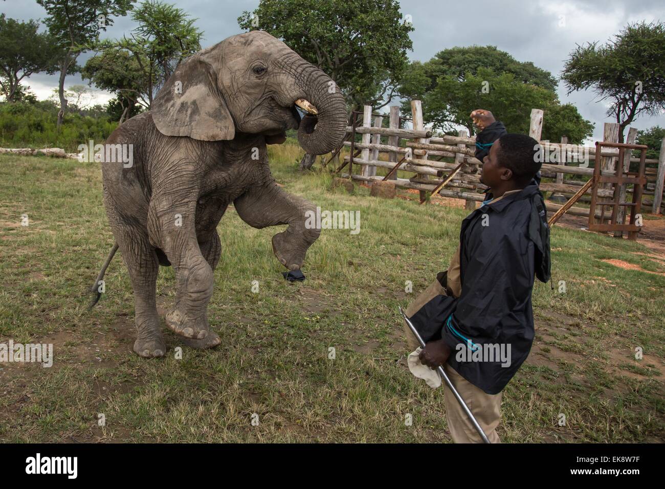 Harare, Simbabwe. 7. April 2015. Baby-Elefant "Mamba" versucht, auf seine Hinterbeine während ein Elefant-Interaktion-Programm in einem Wildpark in Selous, 70 km von Harare, Hauptstadt von Simbabwe, am 7. April 2015 stehen. Heimat von rund 80.000 bis 100.000 Elefanten, Simbabwe Prime Elefant Heiligtümer der Welt zählt. Tierrechtsgruppen vorschlagen, Entwicklung von Öko-Tourismus, die Einnahmen aus dem Fremdenverkehr zu generieren und helfen, die Tier-und Pflanzenwelt in ihrem Komfort-Zone zur gleichen Zeit zu reservieren. © Xu Lingui/Xinhua/Alamy Live-Nachrichten Stockfoto