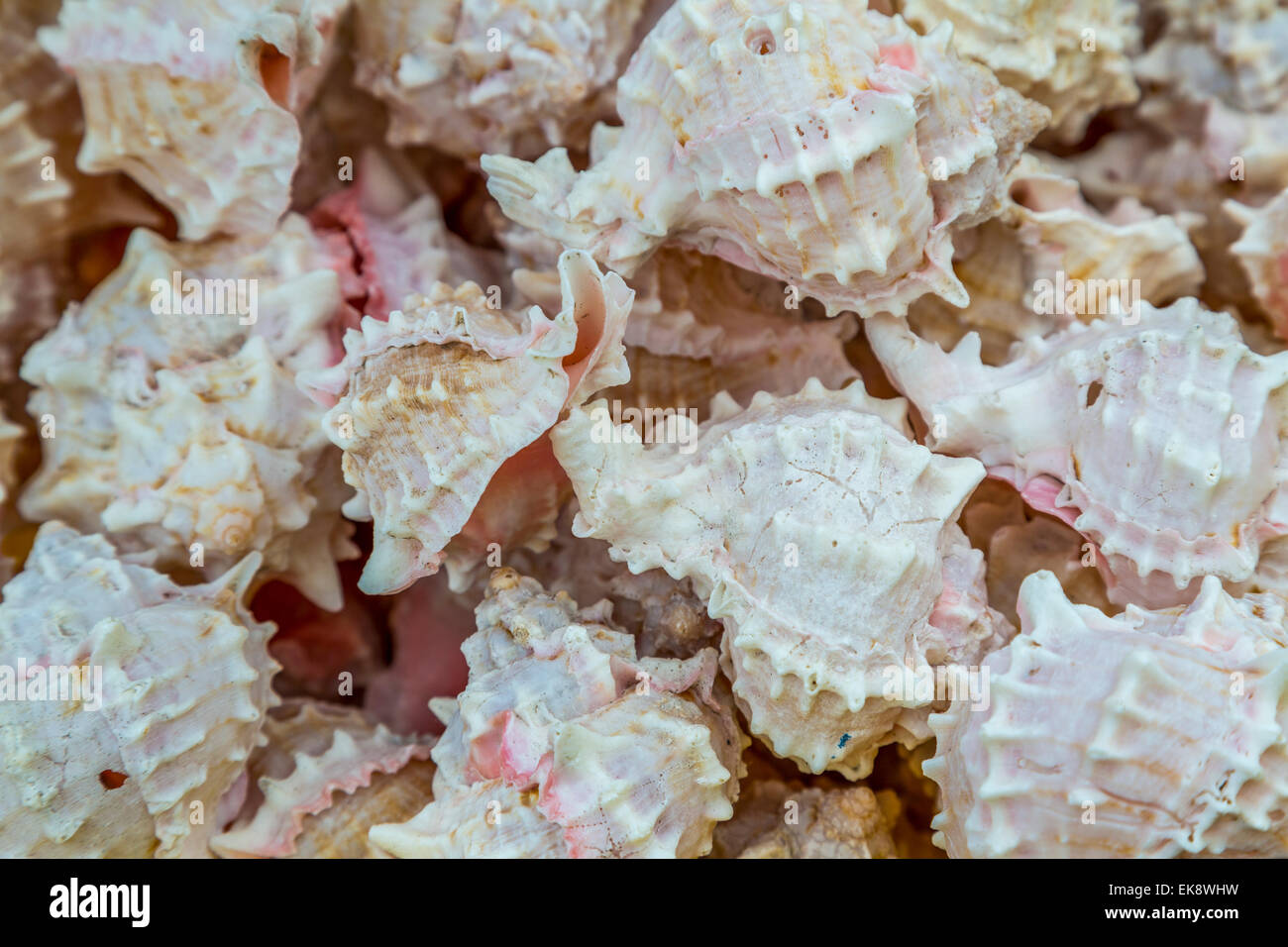 Ein Landschaftsbild aus einer Sammlung von rosa Murex Salz Wasser Muscheln Stockfoto
