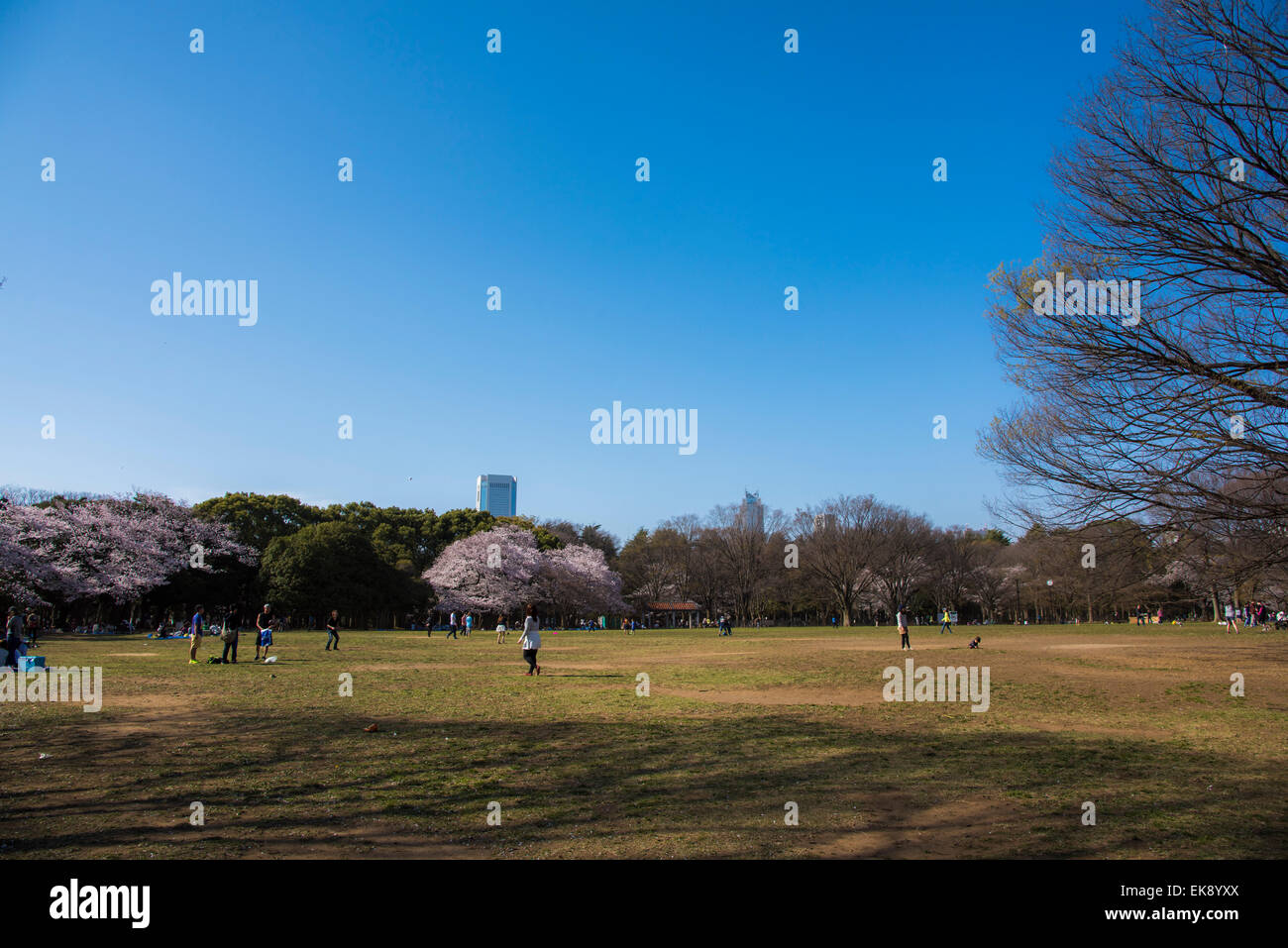 Kirschblüte, Yoyogi Park, Shibuya-Ku, Tokyo, Japan Stockfoto