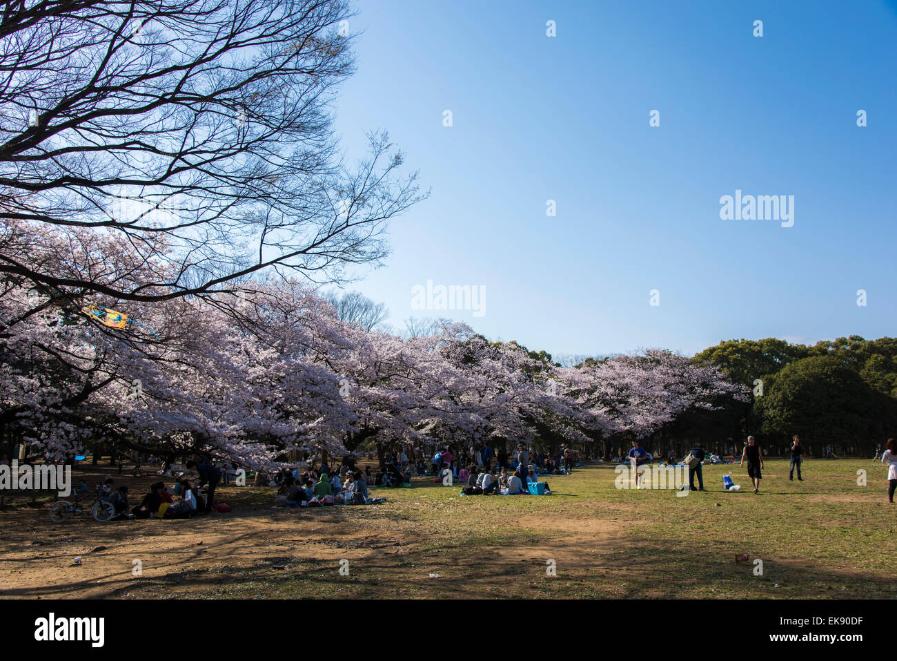 Kirschblüte, Yoyogi Park, Shibuya-Ku, Tokyo, Japan Stockfoto