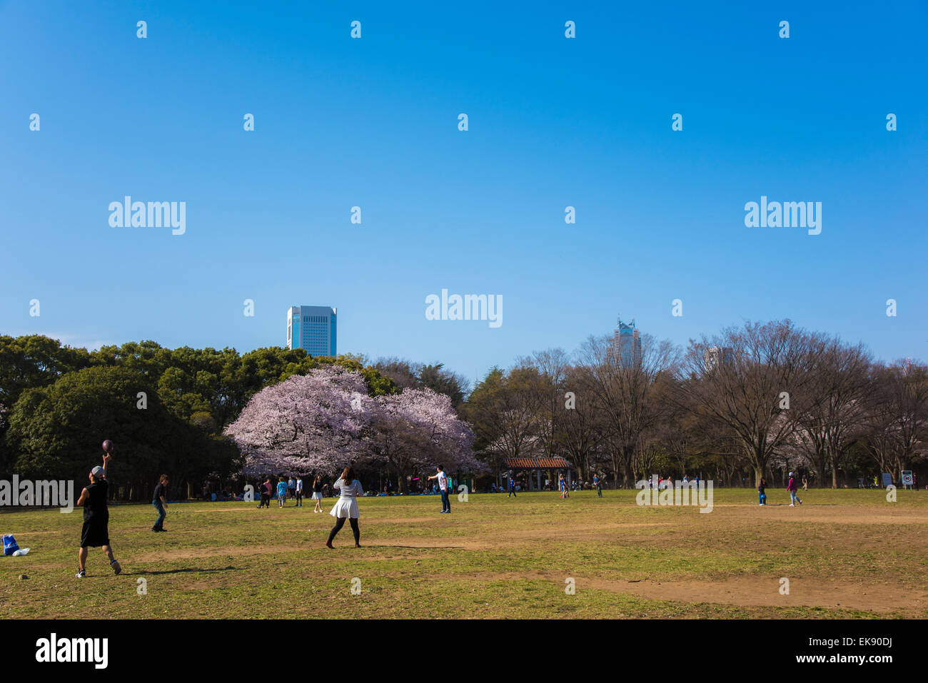Kirschblüte, Yoyogi Park, Shibuya-Ku, Tokyo, Japan Stockfoto
