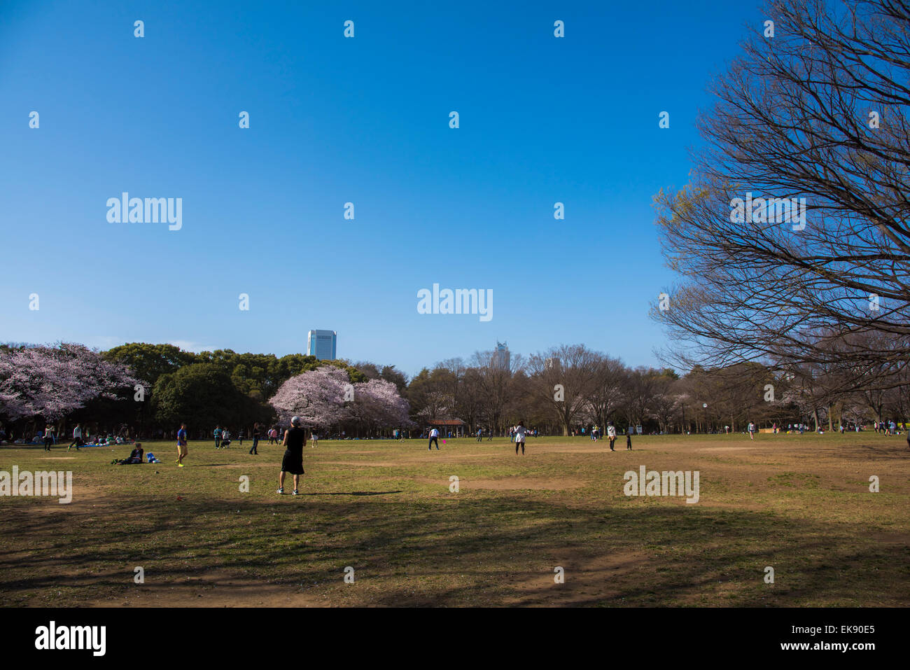 Kirschblüte, Yoyogi Park, Shibuya-Ku, Tokyo, Japan Stockfoto