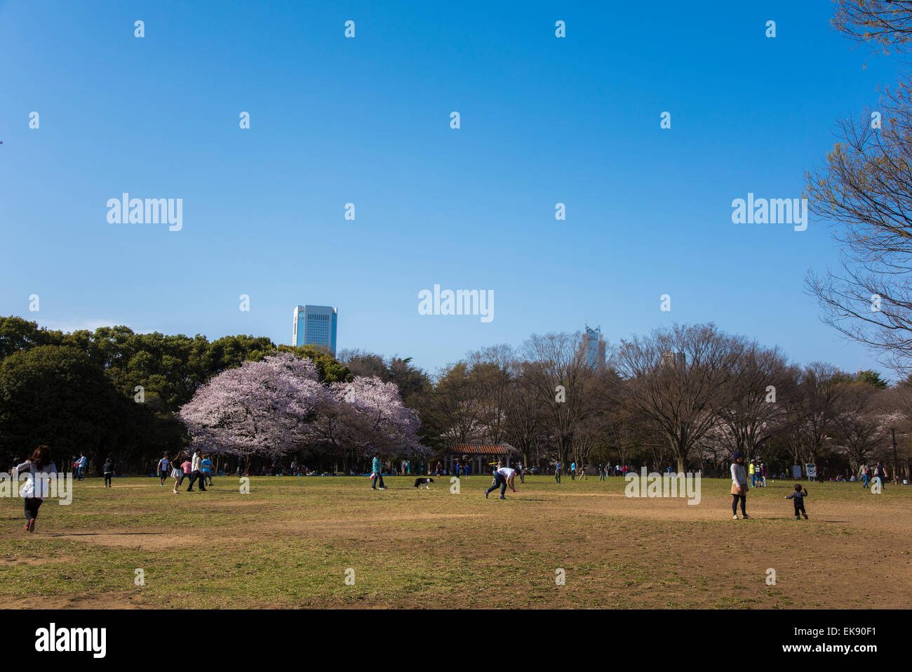 Kirschblüte, Yoyogi Park, Shibuya-Ku, Tokyo, Japan Stockfoto