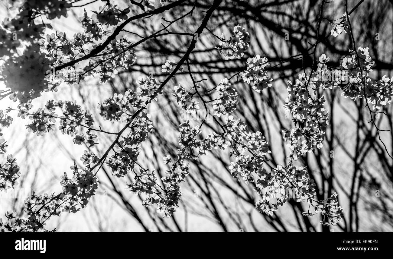 Kirschblüte, Yoyogi Park, Shibuya-Ku, Tokyo, Japan Stockfoto