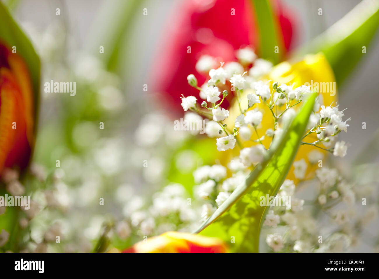 ein Frühlingsstrauß mit Tulpen Stockfoto