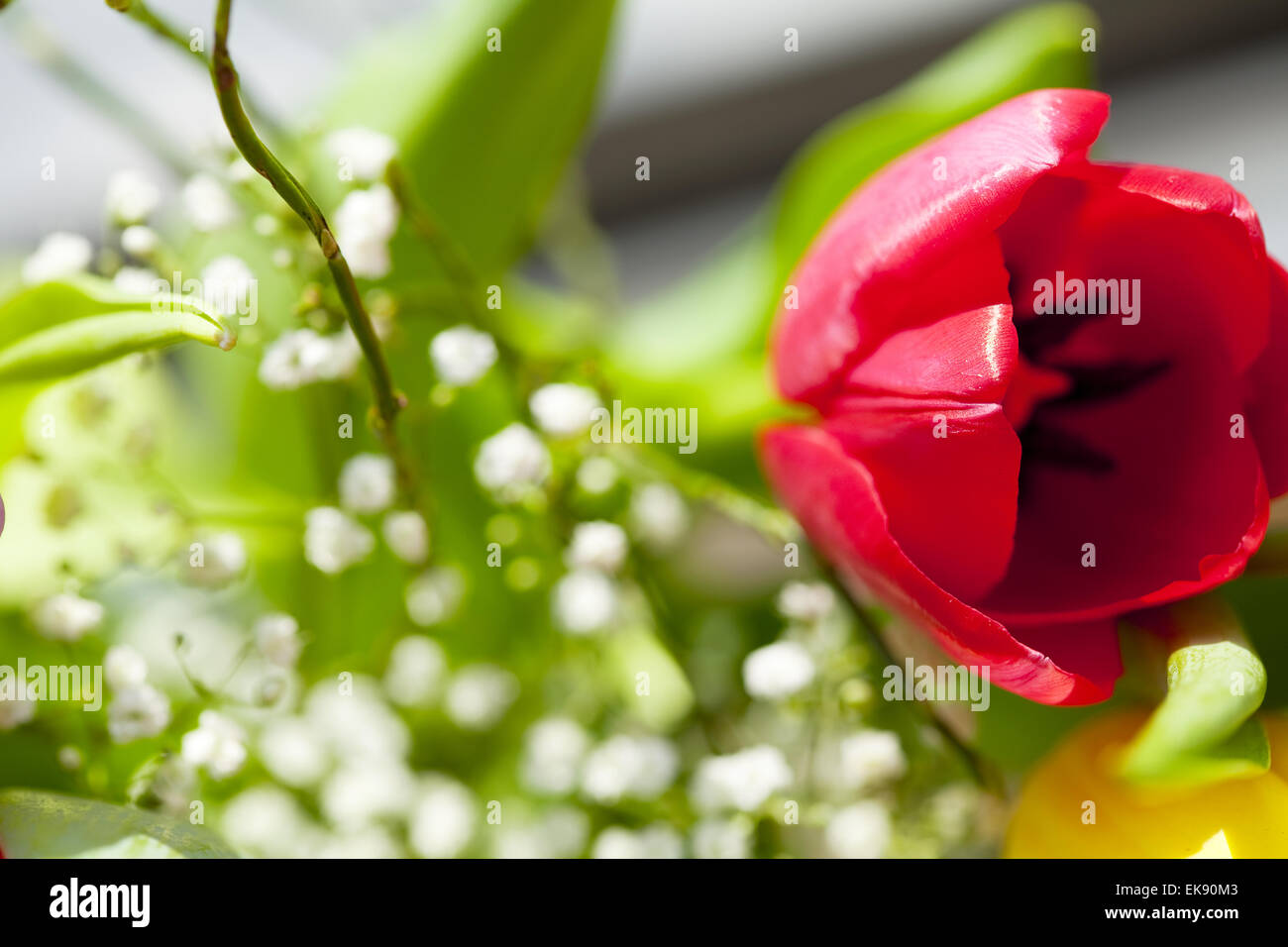 ein Frühlingsstrauß mit Tulpen Stockfoto