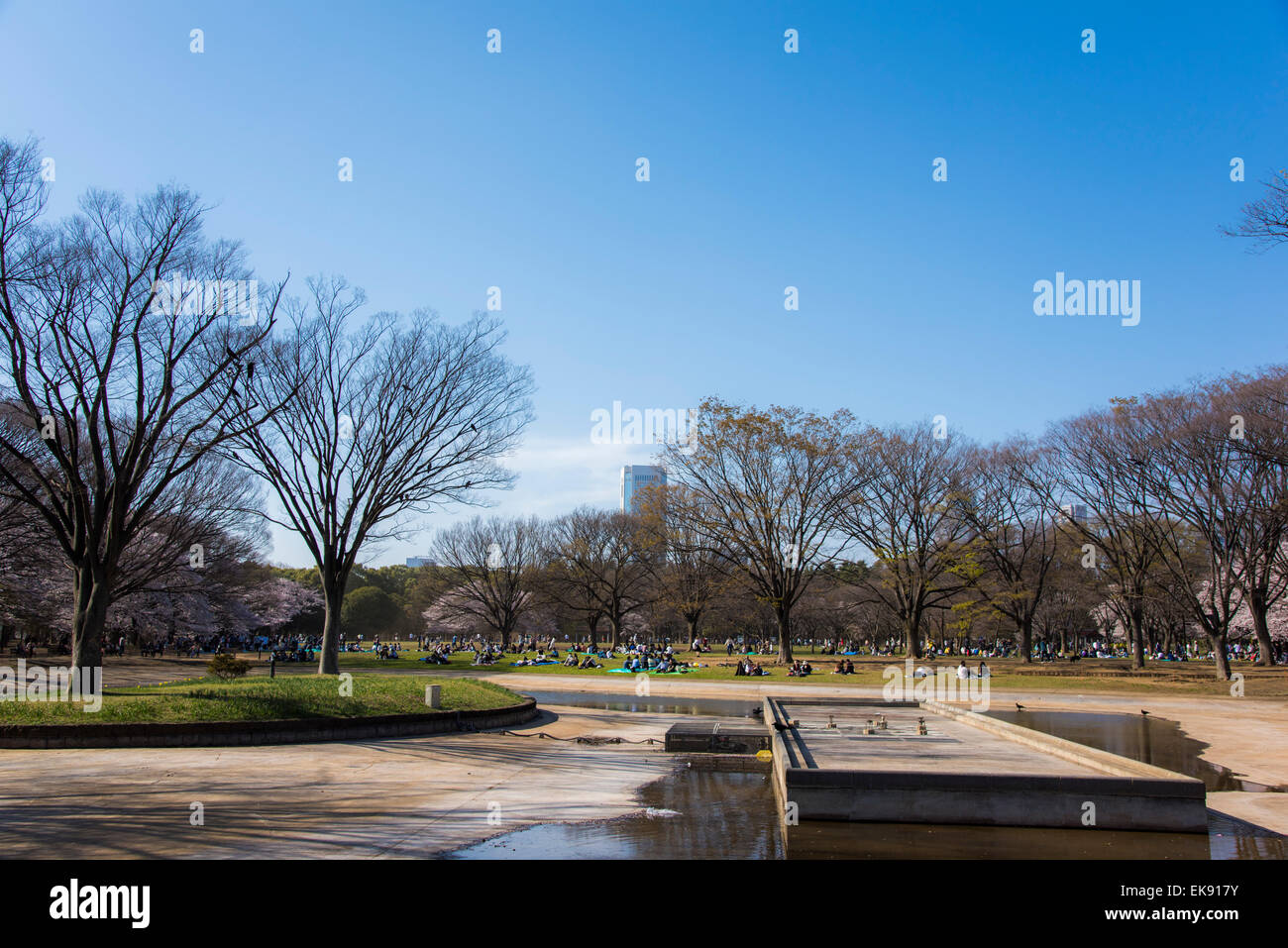 Kirschblüte, Yoyogi Park, Shibuya-Ku, Tokyo, Japan Stockfoto