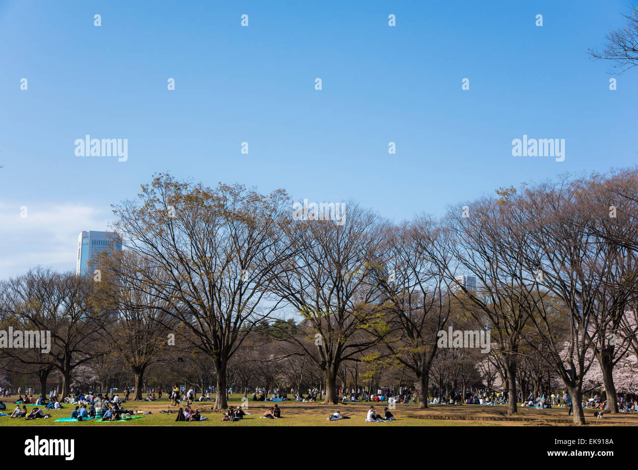 Kirschblüte, Yoyogi Park, Shibuya-Ku, Tokyo, Japan Stockfoto