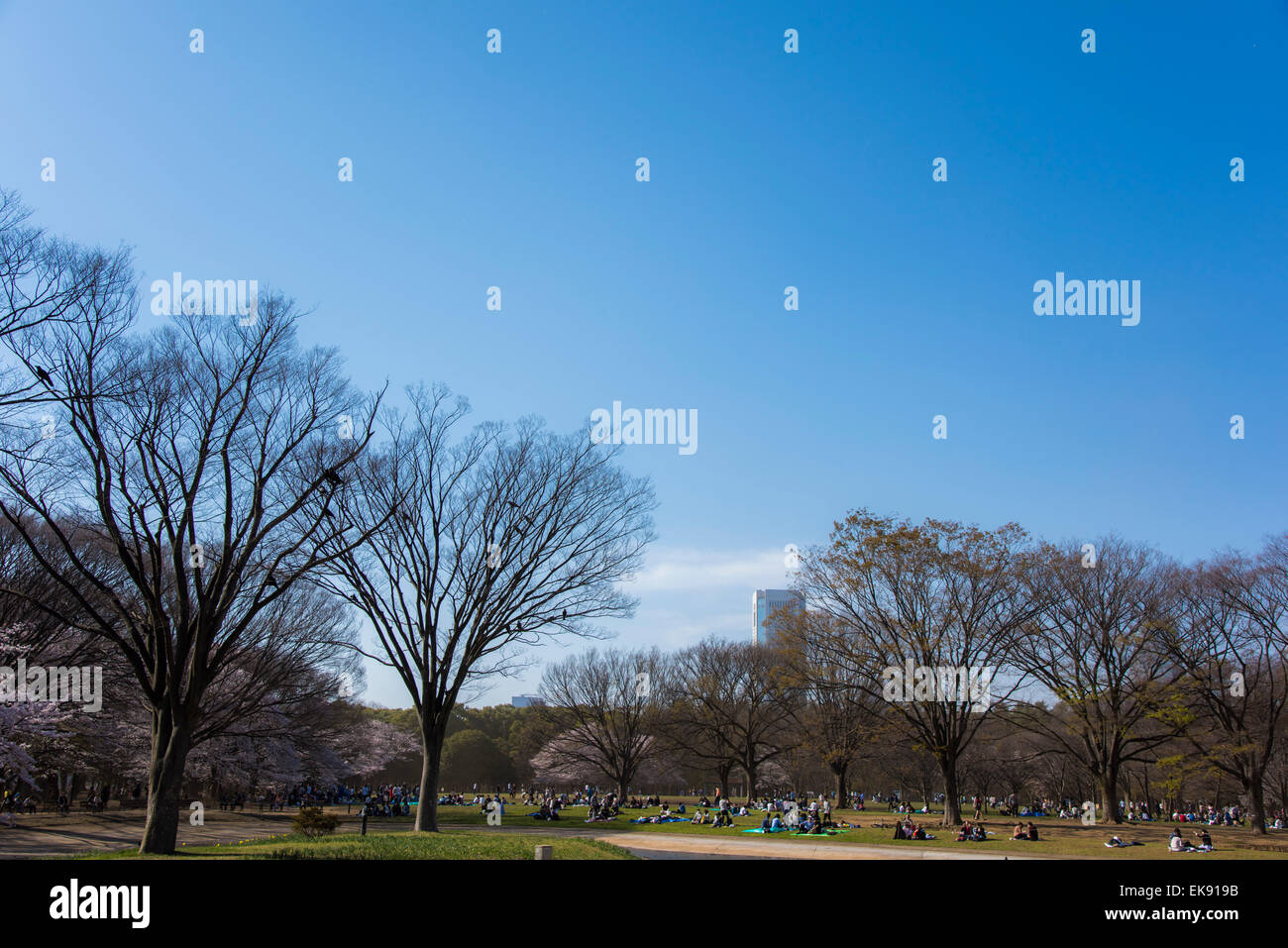 Kirschblüte, Yoyogi Park, Shibuya-Ku, Tokyo, Japan Stockfoto