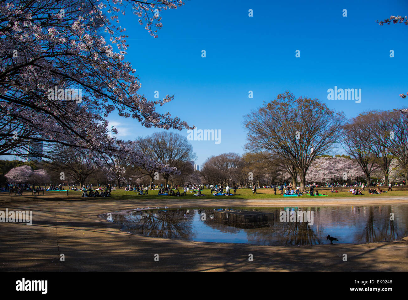 Kirschblüte, Yoyogi Park, Shibuya-Ku, Tokyo, Japan Stockfoto
