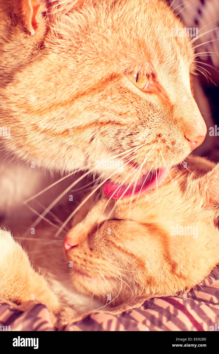 Mama Katze Kätzchen mit Reinigung Stockfoto