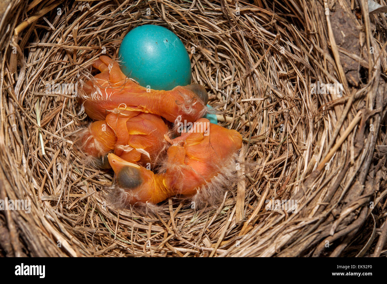Drei Neugeborenen Robins und blaues Ei im nest Stockfoto