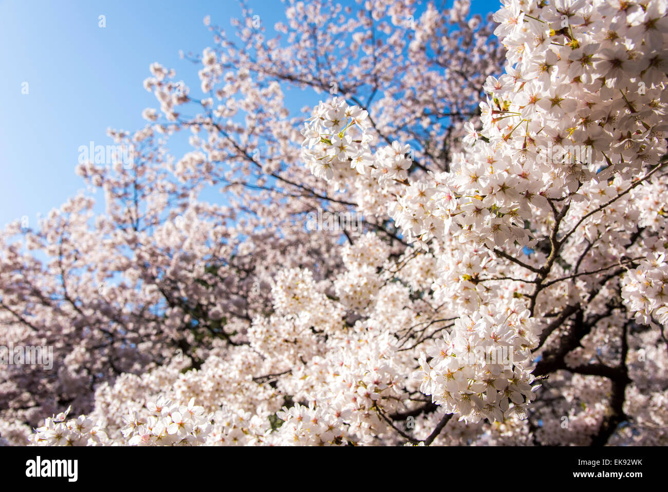 Kirschblüte, Yoyogi Park, Shibuya-Ku, Tokyo, Japan Stockfoto