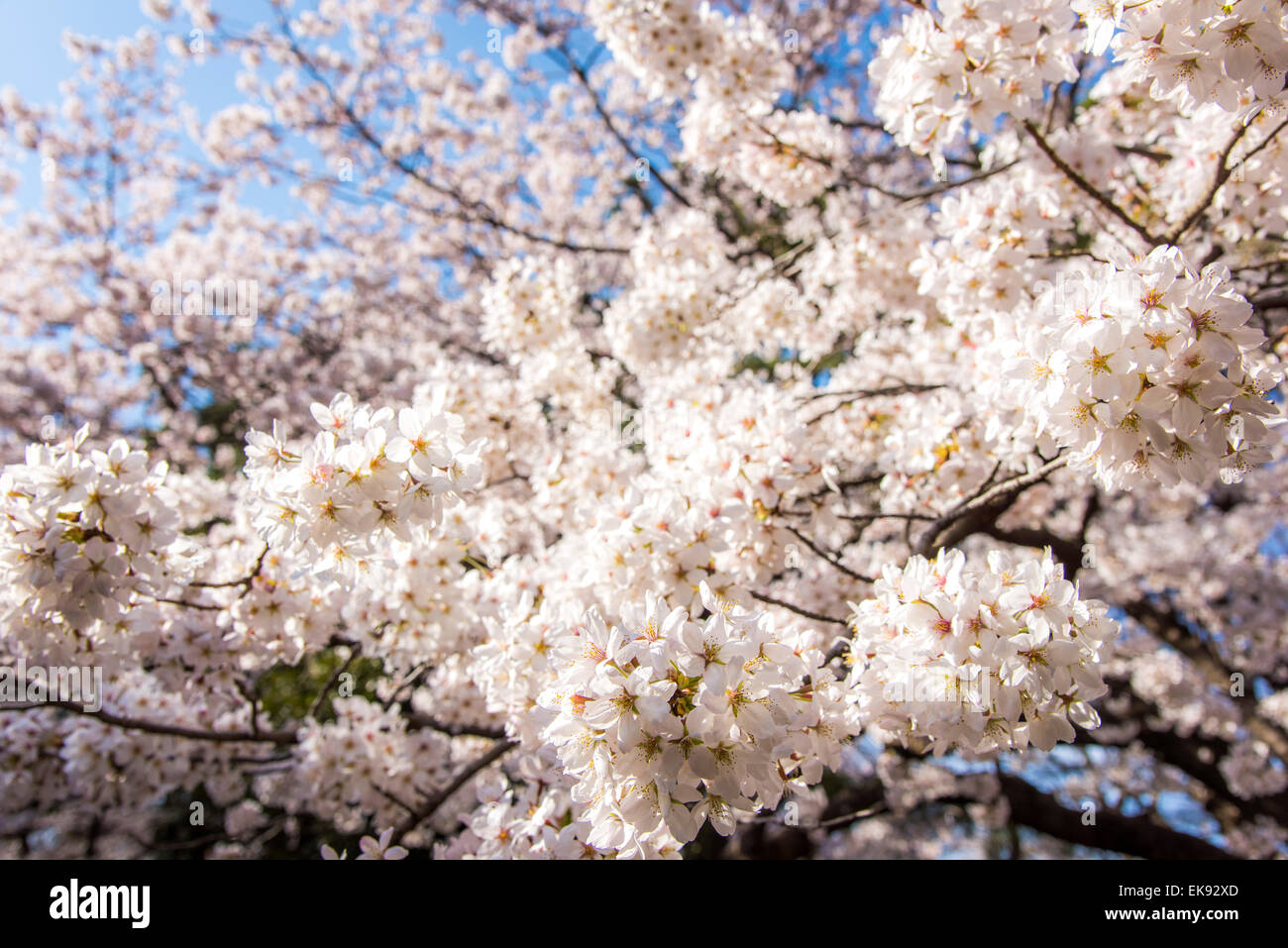Kirschblüte, Yoyogi Park, Shibuya-Ku, Tokyo, Japan Stockfoto