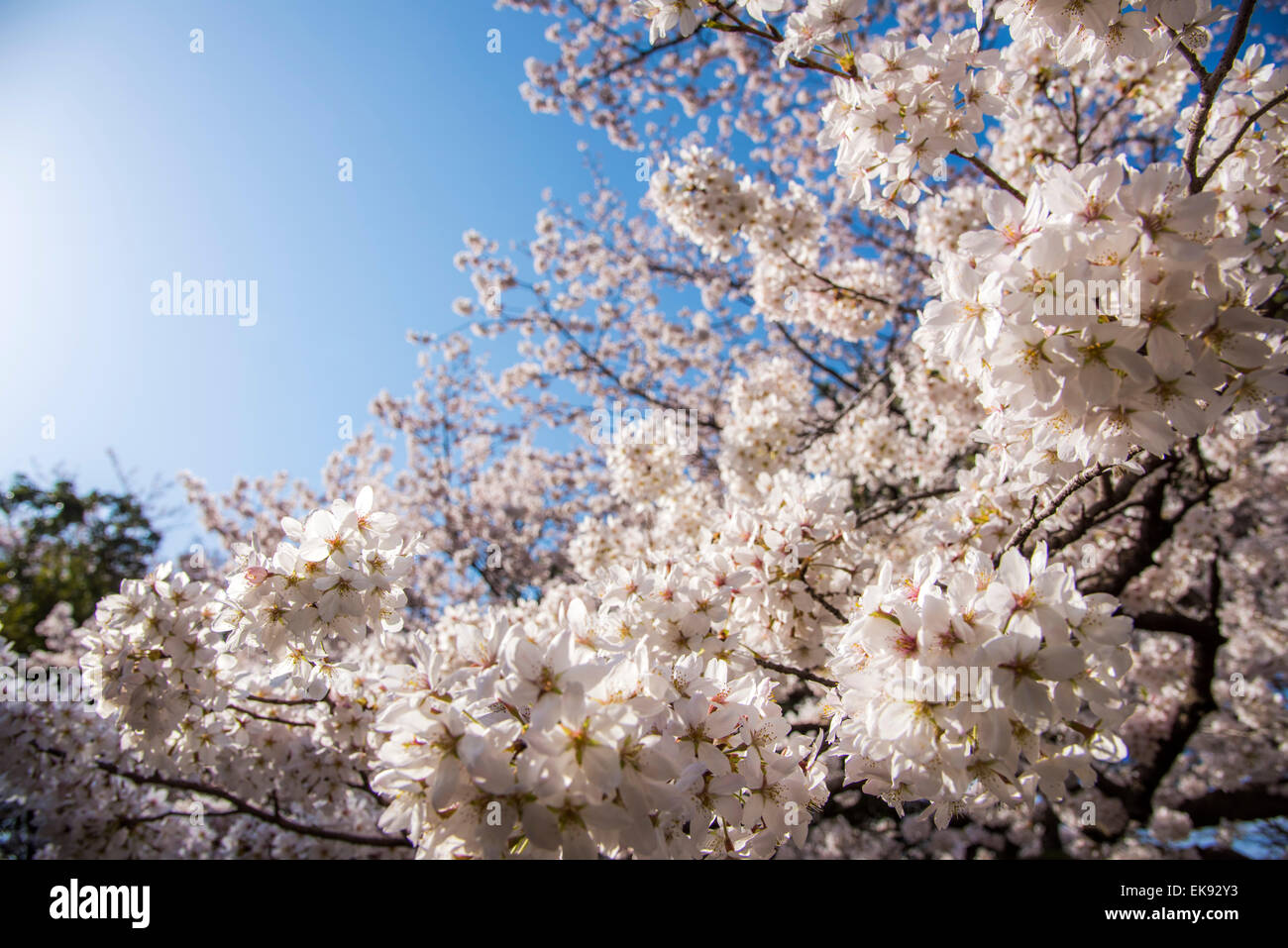Kirschblüte, Yoyogi Park, Shibuya-Ku, Tokyo, Japan Stockfoto