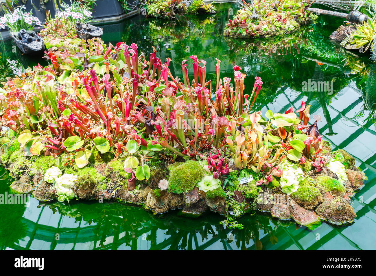 Schlauchpflanzen (Sarracenia sp). Stockfoto