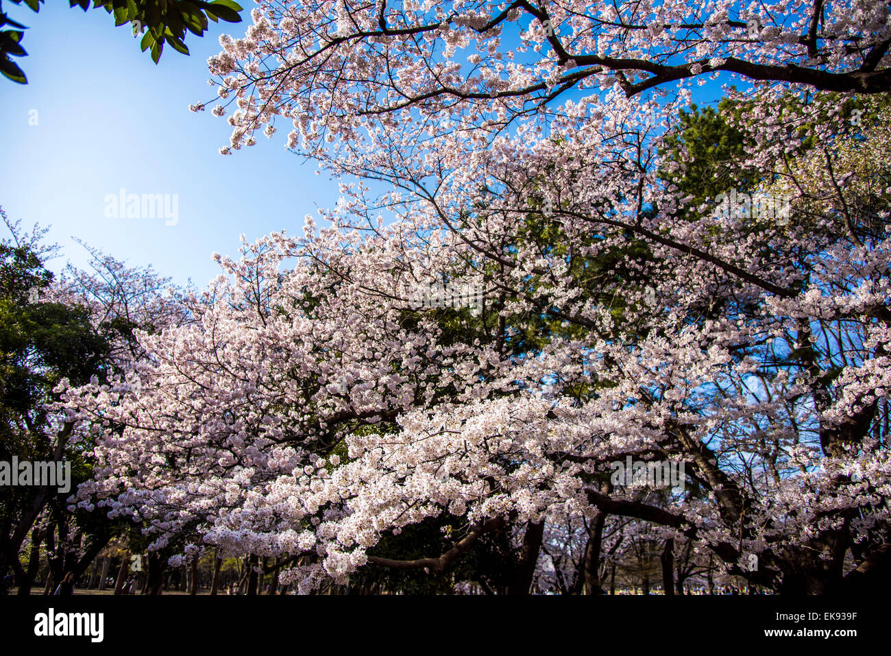 Kirschblüte, Yoyogi Park, Shibuya-Ku, Tokyo, Japan Stockfoto