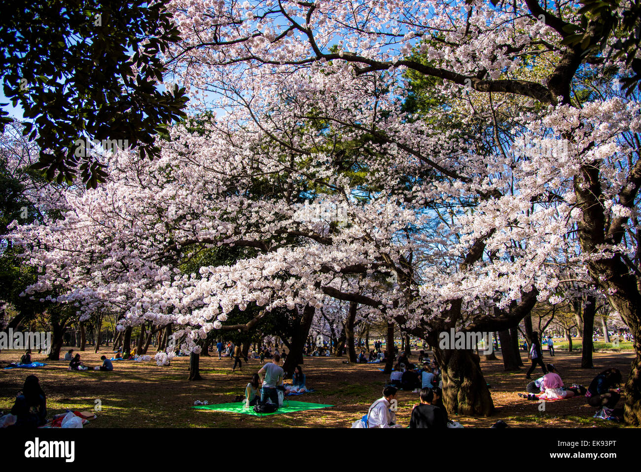 Kirschblüte, Yoyogi Park, Shibuya-Ku, Tokyo, Japan Stockfoto