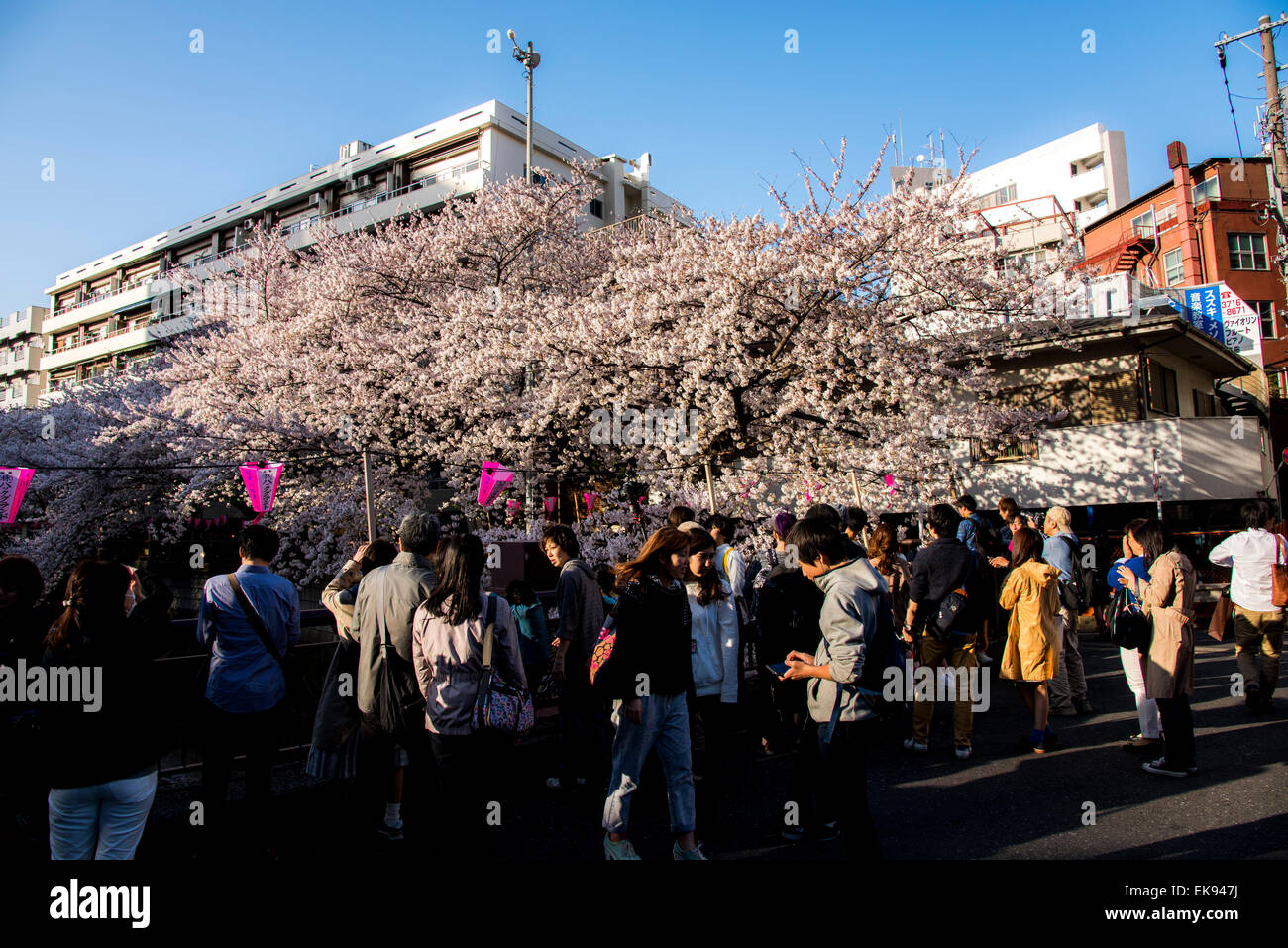 Kirschblüte, Meguro River, Meguro-Ku, Tokyo, Japan Stockfoto