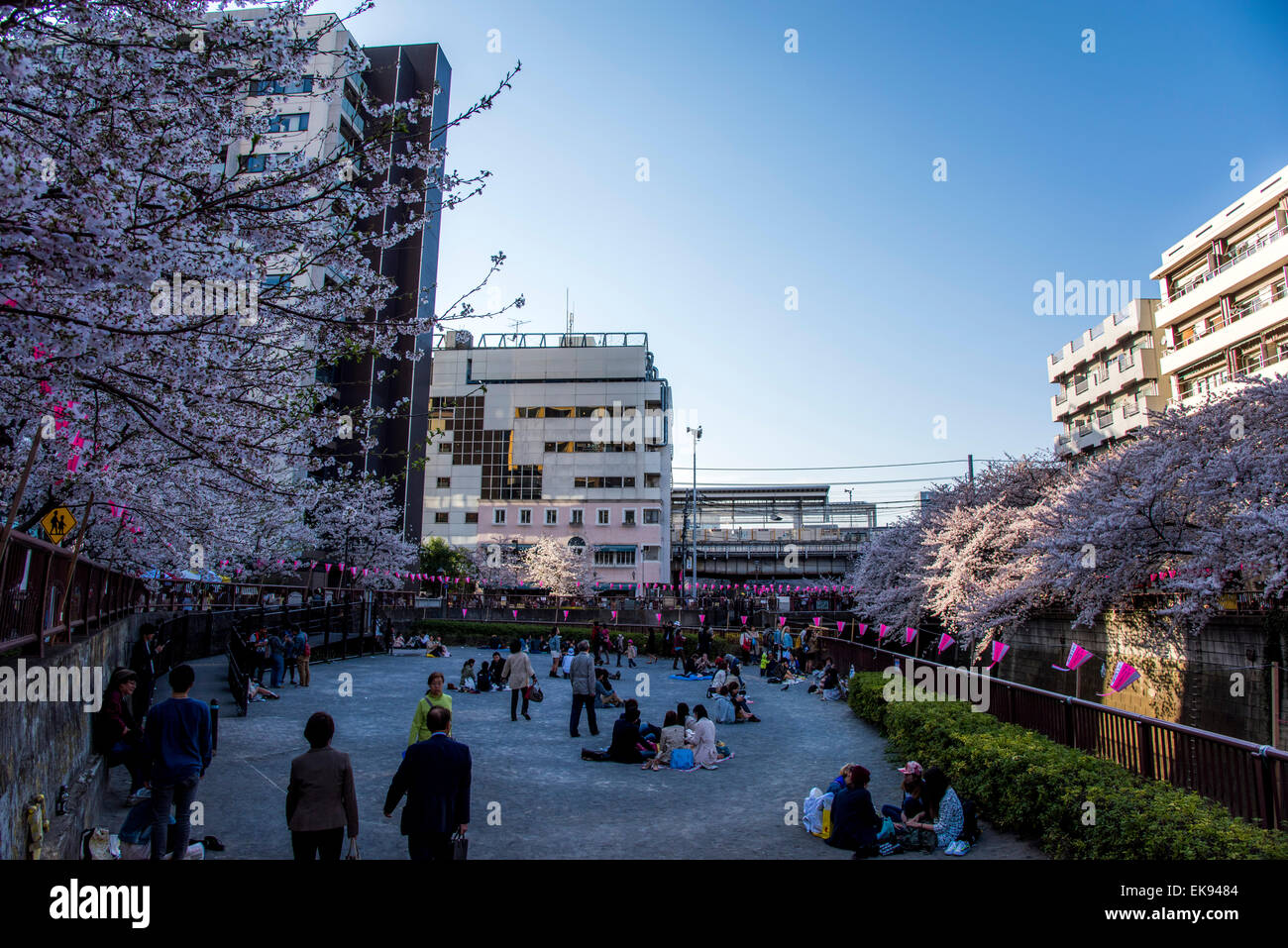 Kirschblüte, Meguro River, Meguro-Ku, Tokyo, Japan Stockfoto