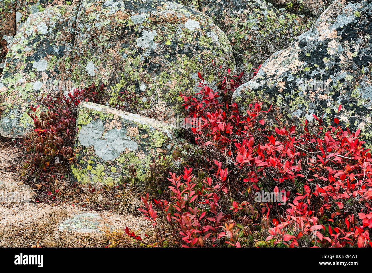 Granit und Bodendecker Laub Flechten bedeckt, Acadia National Park, Maine, USA Stockfoto