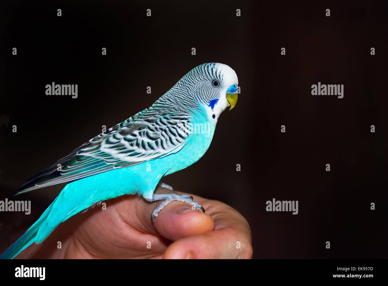 Papagei sitzend auf Seite Stockfoto