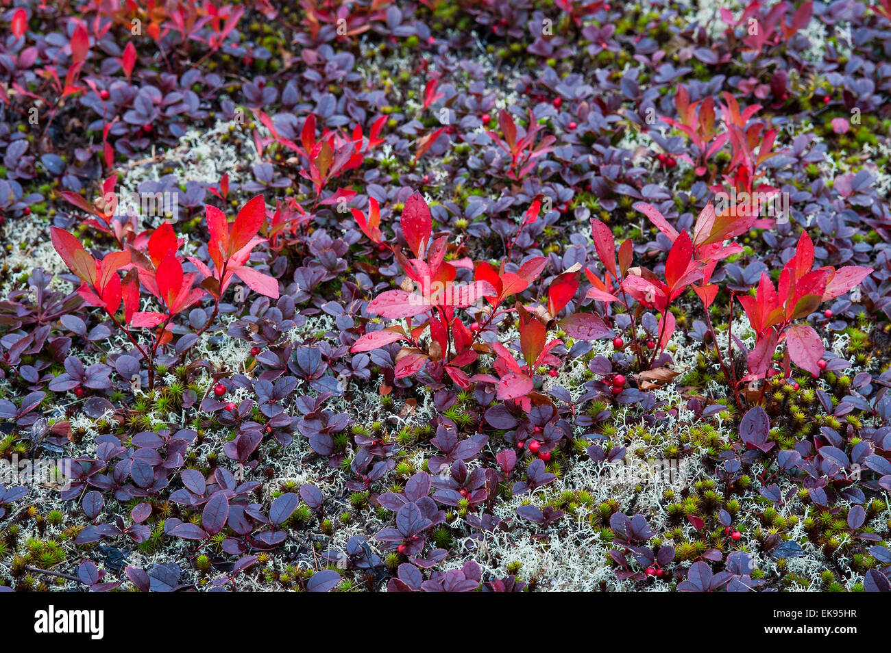 Bunte Bodendecker Herbstpflanzen. Stockfoto
