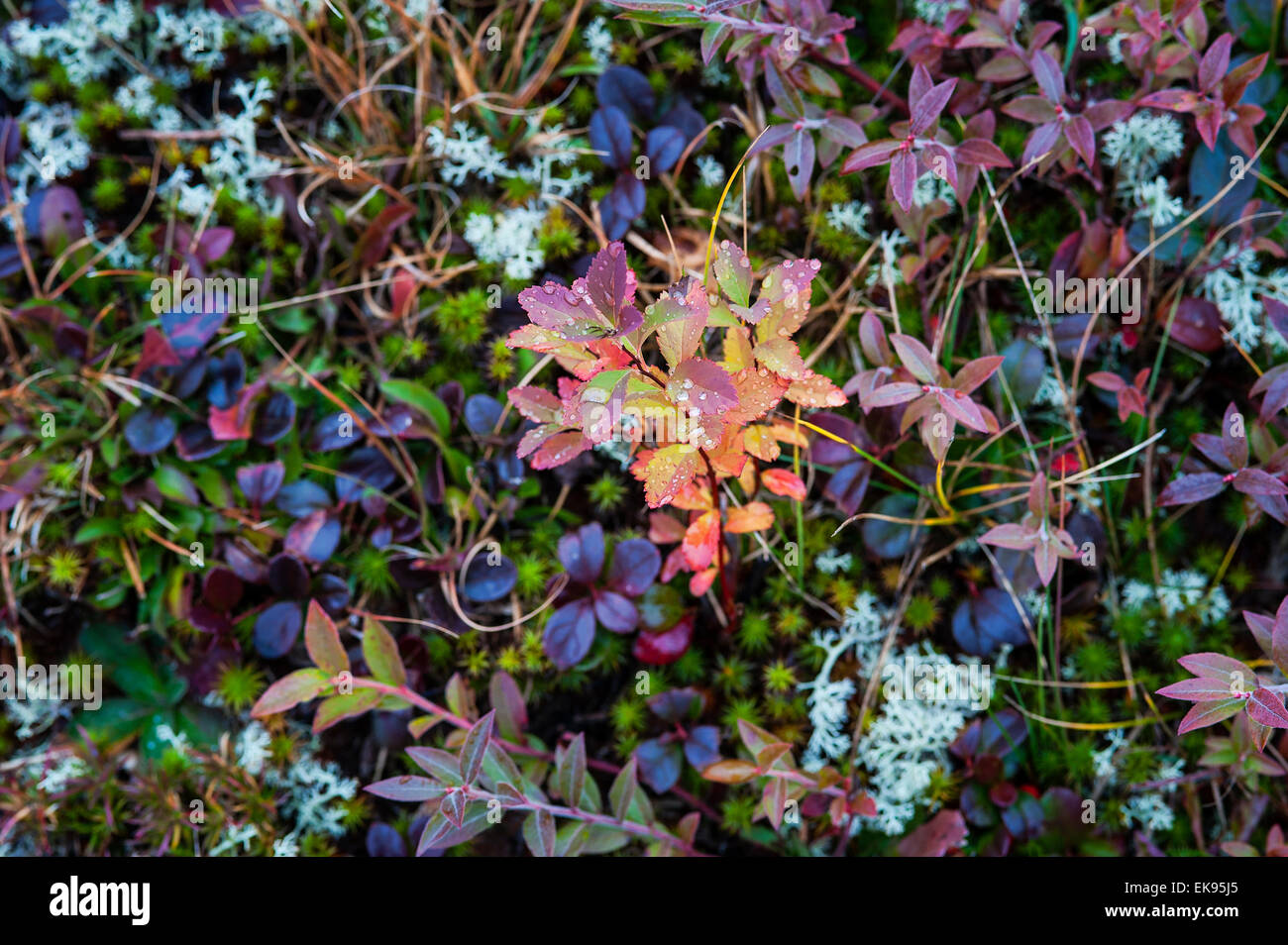 Bunte Bodendecker Herbstpflanzen. Stockfoto