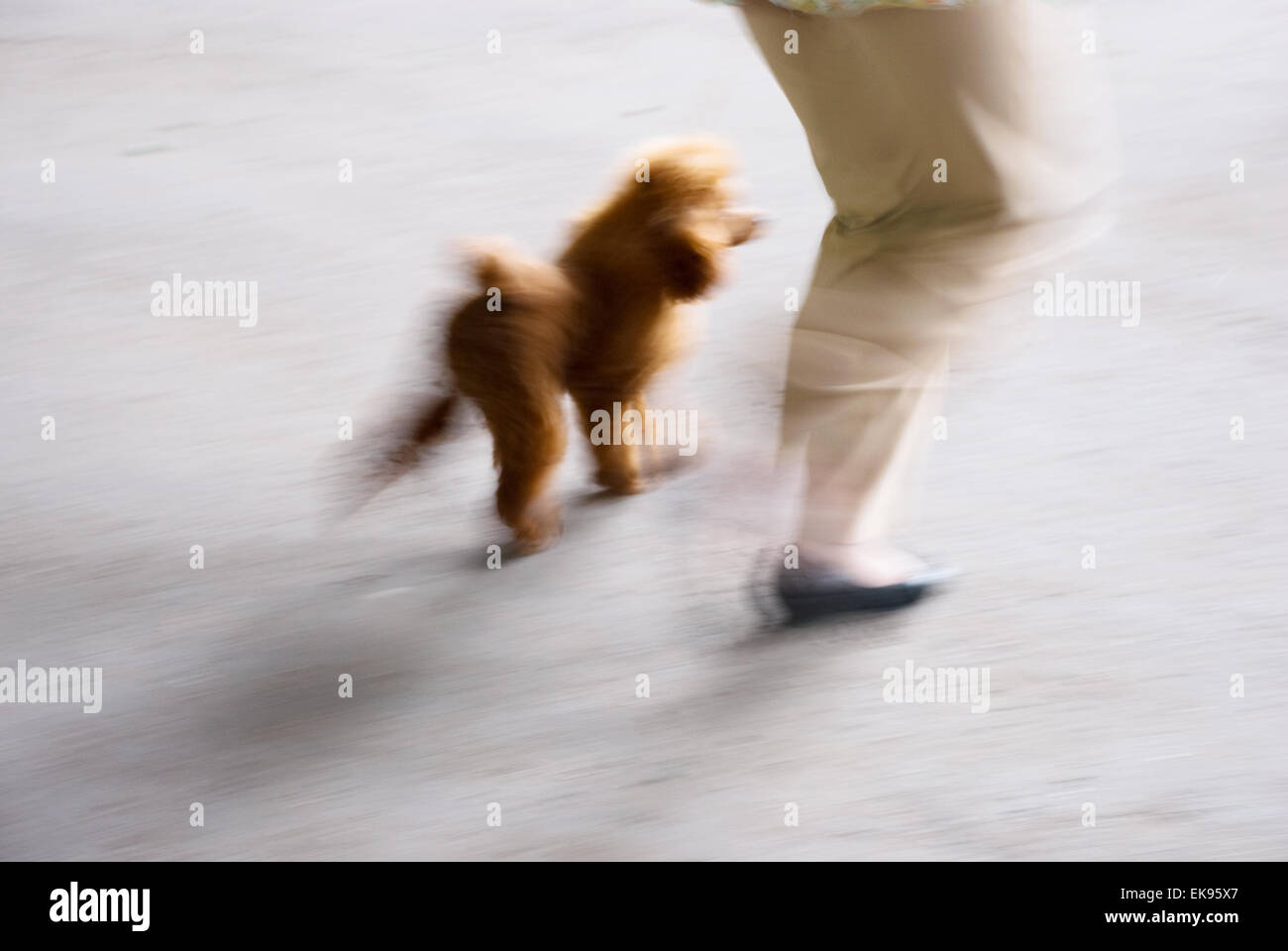 Nationale Hundeausstellung in Samara 06.07.2007 Stockfoto