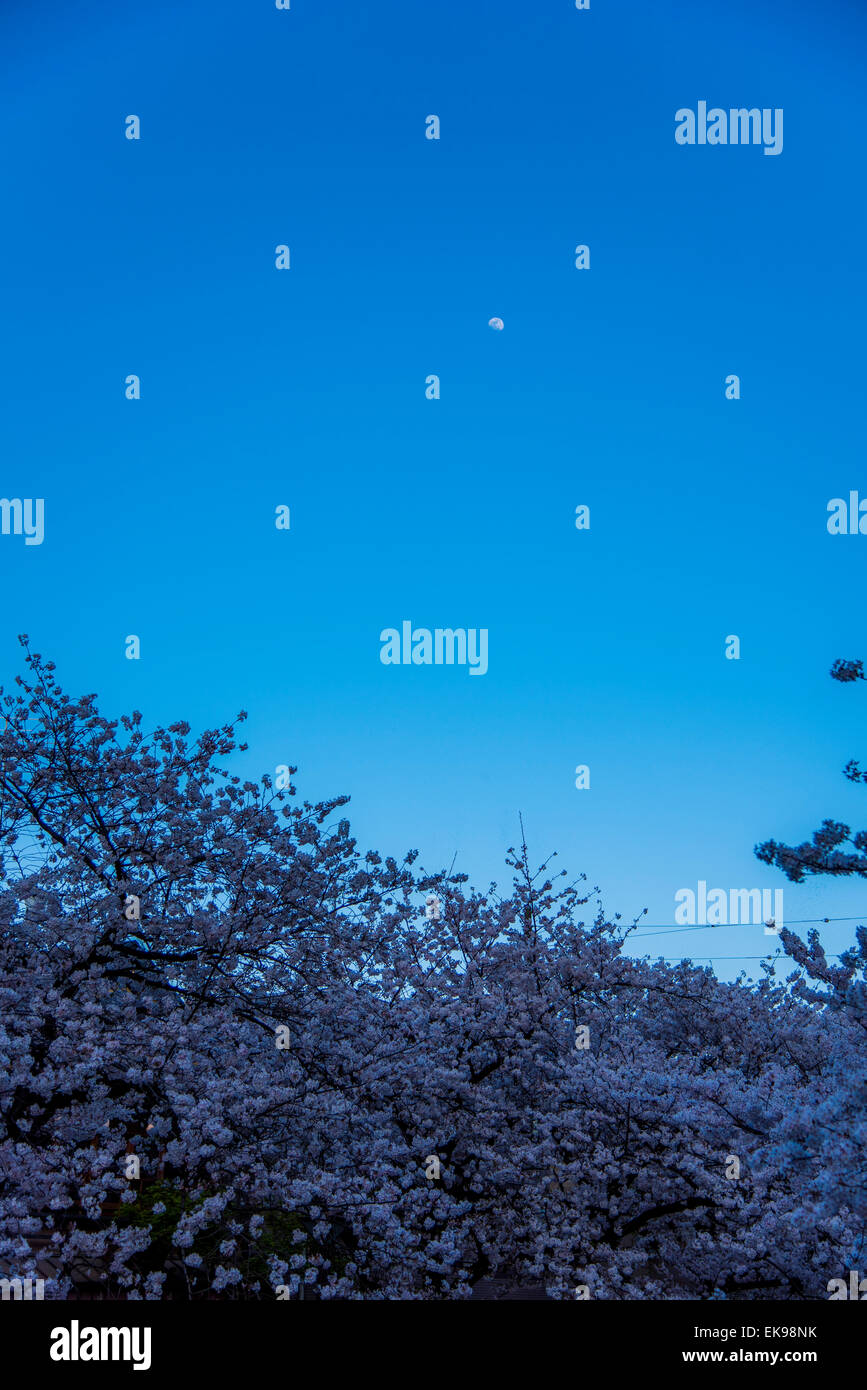 Kirschblüte, Meguro River, Meguro-Ku, Tokyo, Japan Stockfoto