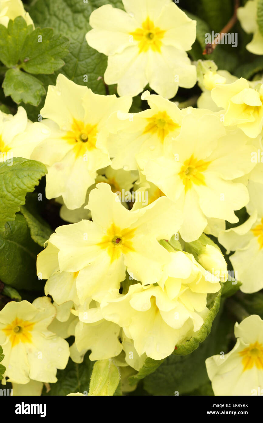 Gemeinsamen Primrose gelb Garten Primel Frühjahr blühende Pflanze März England UK Stockfoto