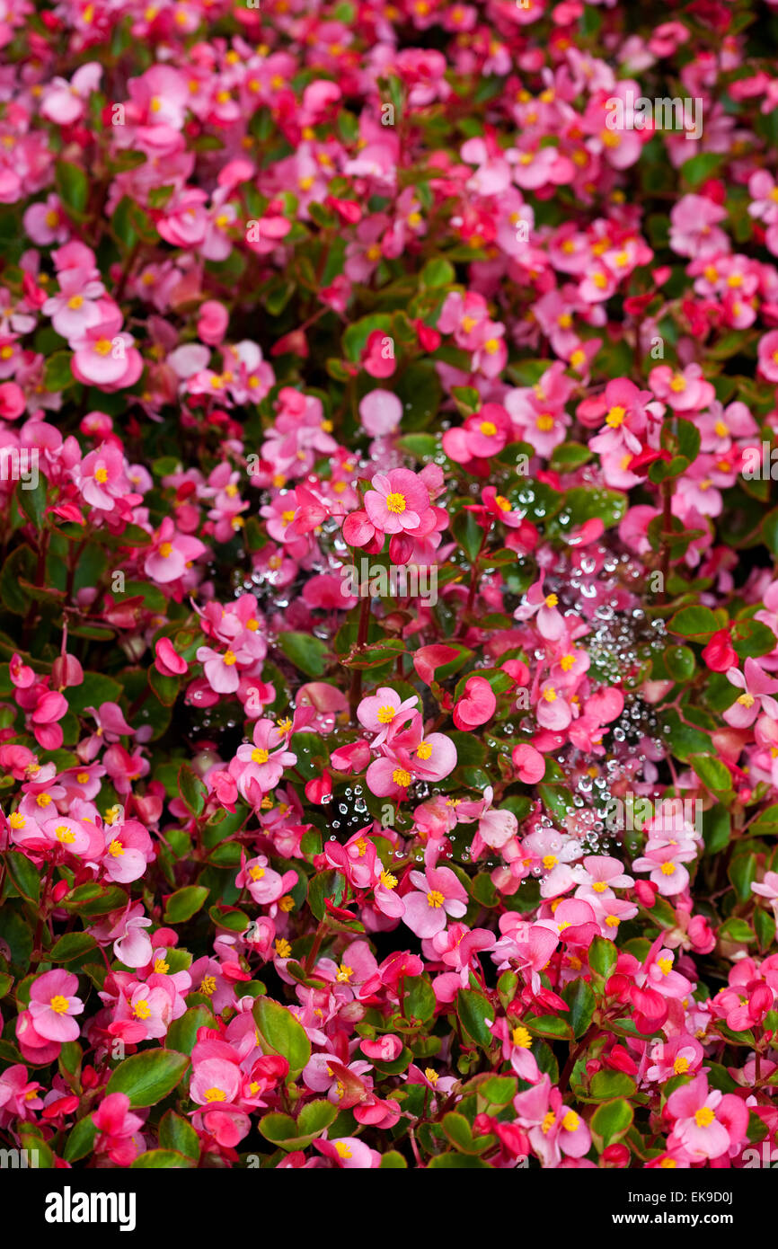 Hintergrund der Blumen und Spinnweben mit Tropfen Stockfoto