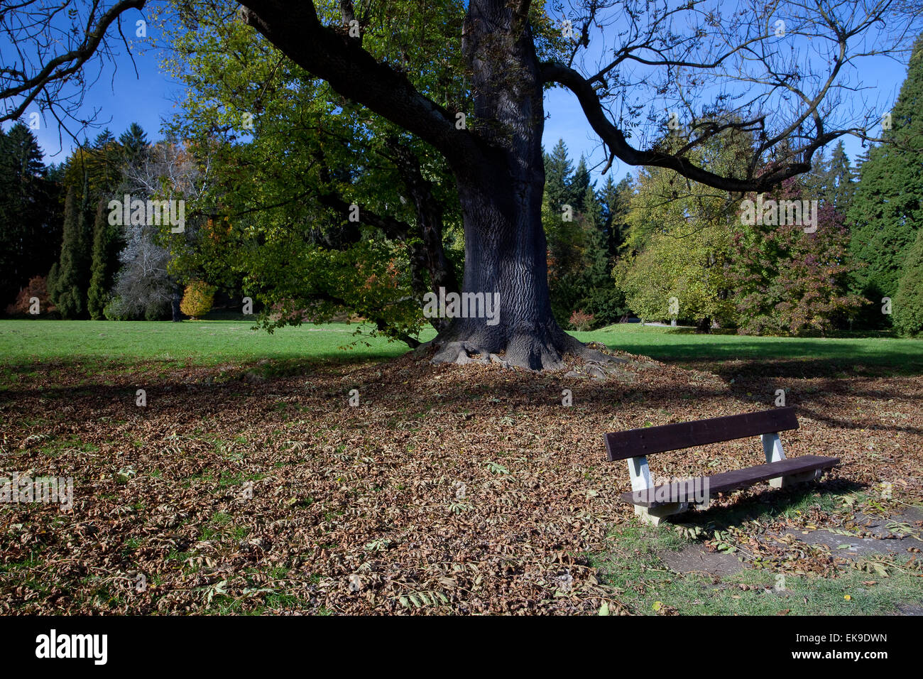 einsame Bank in den herbstlichen Wald Stockfoto