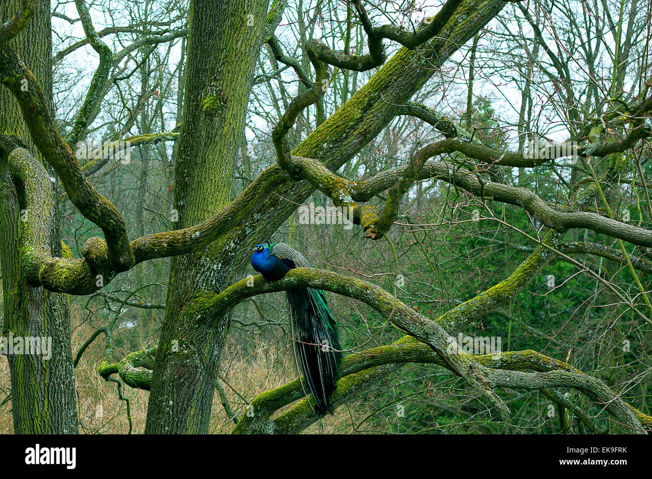 Pfau, sitzt auf einem Ast im Herbst park Stockfoto