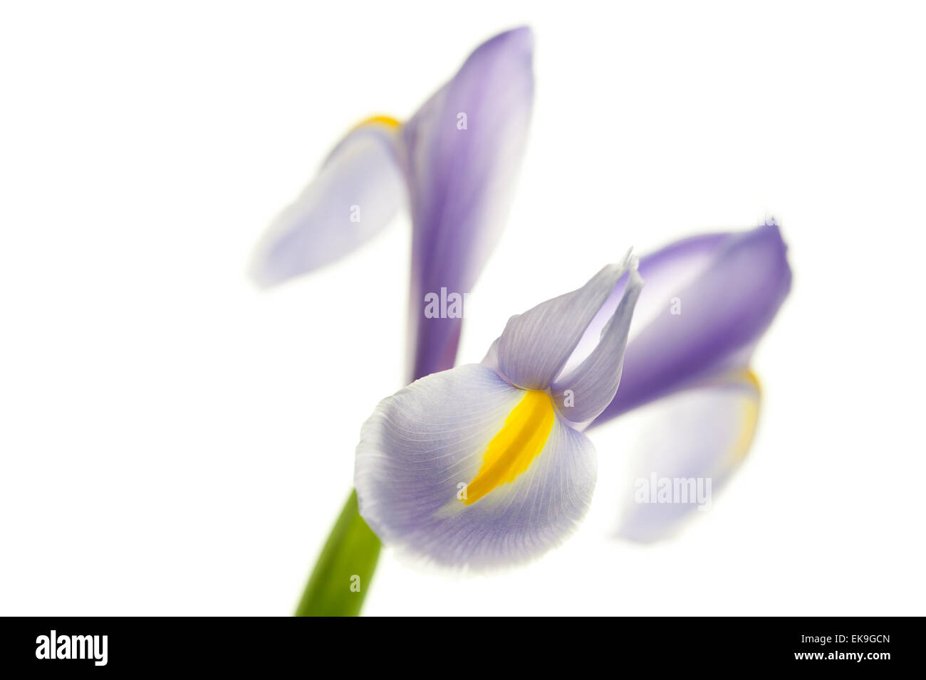 Iris isoliert auf weiss Stockfoto
