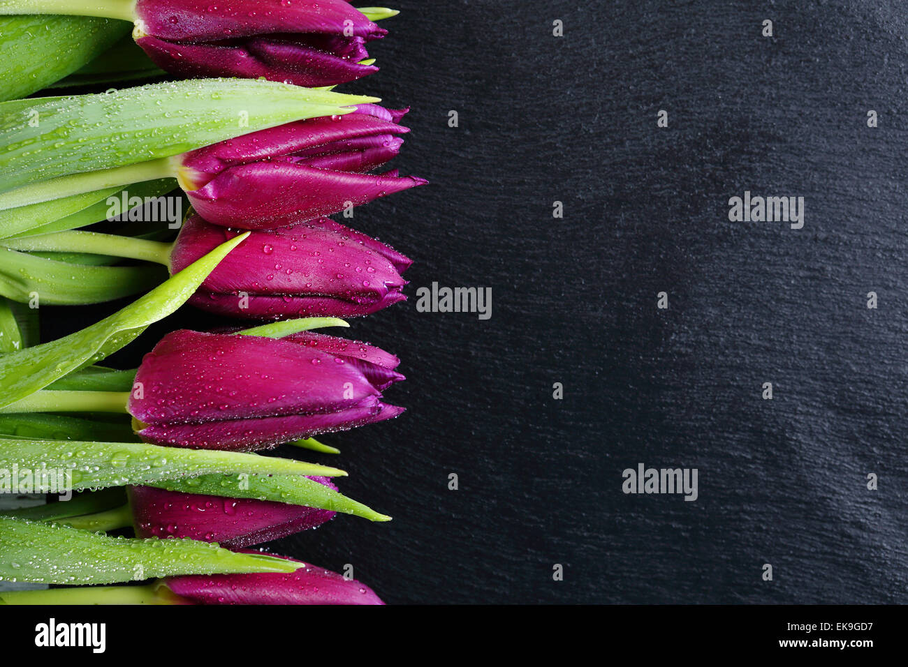 schöne reiche Tulpen, Blumen Stockfoto