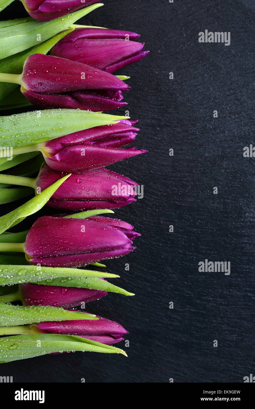 schöne Tulpen auf Schiefer, Blumen Stockfoto