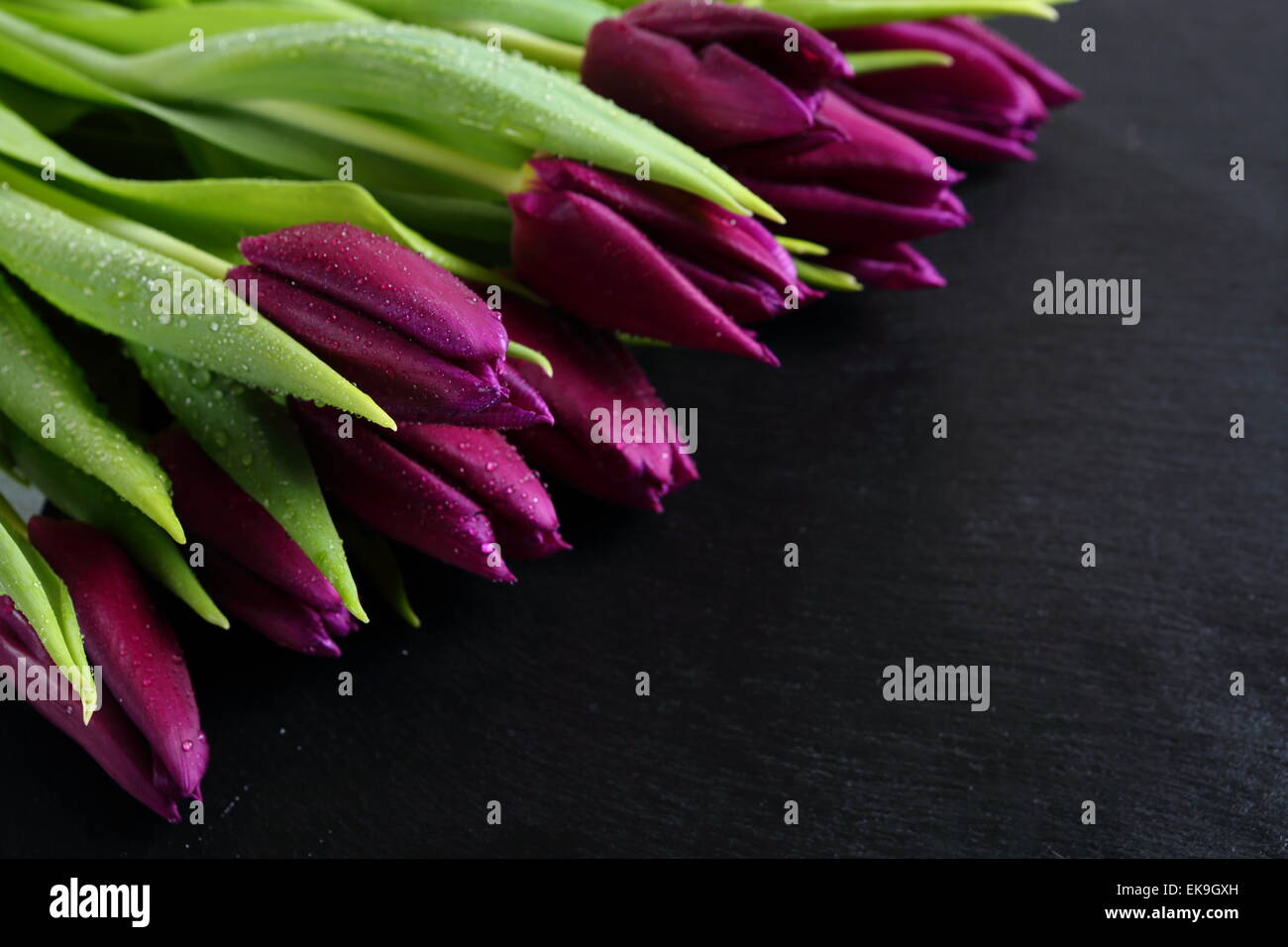 schöne frische Tulpen auf Schiefer, Blumen Stockfoto