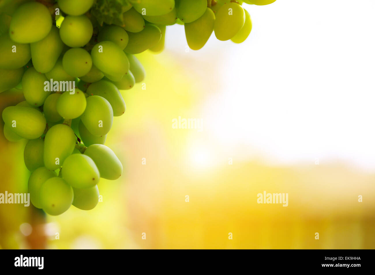 weiches Licht auf Weintraube Stockfoto
