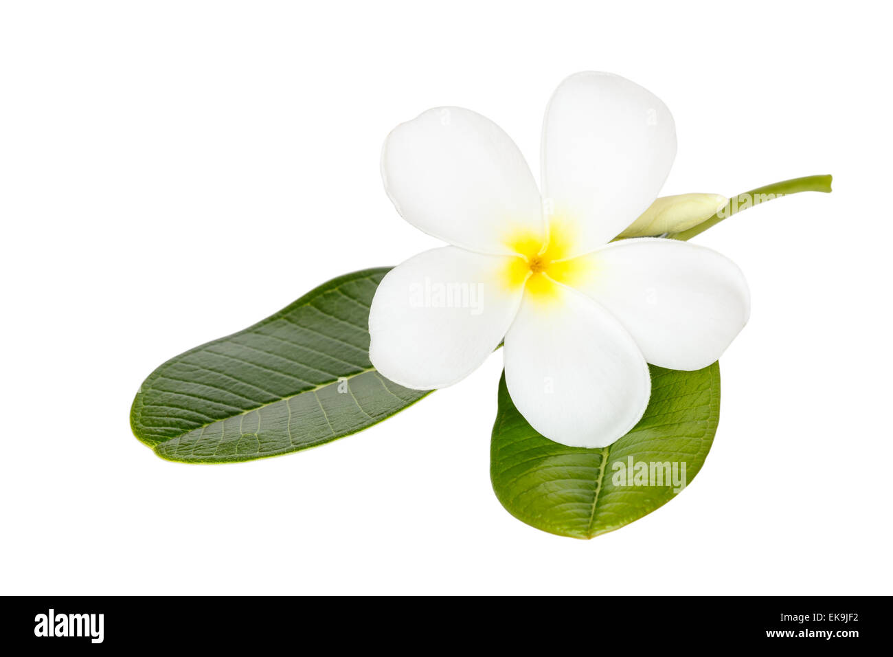 Hautnah weiße Frangipani Blume auf Wite Hintergrund isoliert Stockfoto